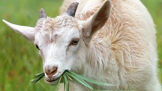 Beaten to death after he was allegedly caught raping a goat | NEWS IN A MINUTE