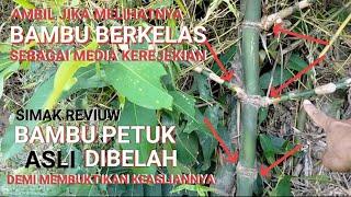 GEGER_Bambu Petuk ASLI diBelah_Demi Membuktikan KeASLIanya#jejakguskol