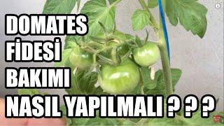 Domates Fidesi Bakımı | Sulaması | Gübrelemesi | Budaması | Sürgün Alma