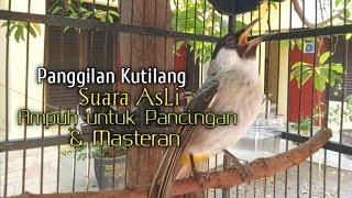 Suara Burung Kutilang Gacor ASLI Tanpa isian, Ampuh untuk Pikat Kutilang bikin kutilang Ribut gacor