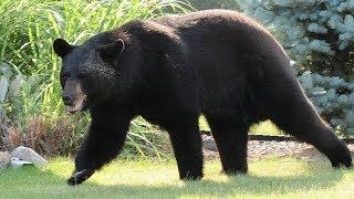 New Jersey’s controversial black bear hunt is about to start up again