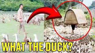 What the Duck is Going on in China?