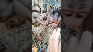 baby monkey viral di tiktok #youtubeshort