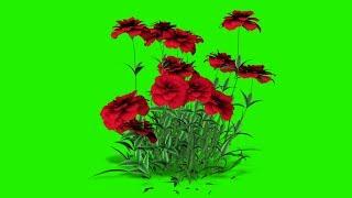 rose plant with flowers green screen video