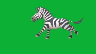 Zebra green screen video / Baby zebra green screen video no copyright / Green screen animals video