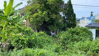 Cut down the overgrown trees in the abandoned house - Clean up like crazy