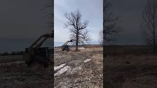 A Large White Oak Getting Removed  #offgridlovers #offgridlifestyle #treeremoval #firewood