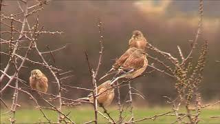 Linnets (Carduelis cannabina)