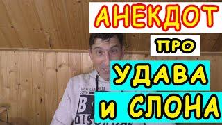 АНЕКДОТ СМЕШНОЙ про СЛОНЕНКА и УДАВА  смешные свежие Анекдоты