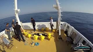 Deployment of HARP for acoustic monitoring of South Adriatic