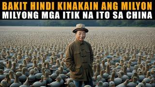 Bakit hindi kinakain ang milyon milyong itik sa China?