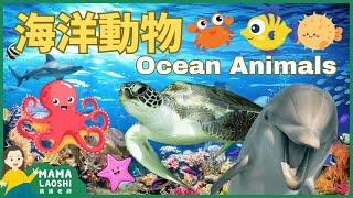 5 OCEAN ANIMALS for Kids in CHINESE 海洋動物【海豚 海龜 章魚 水母 珊瑚】| Animal Science  Vocab for Kids 幼兒科普短片