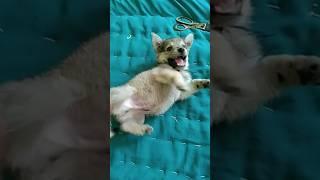 Cute  #viralvideo #reels #trending