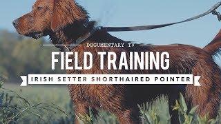 FIELD TRAINING: GERMAN SHORTHAIRED POINTER AND IRISH SETTER