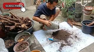 Bonsai hunting in the street red balete 0005