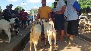 1.250 RIBU‼️JANTAN SIAPAN ISI KANDANG YG KOSONG | Kamis 27 Jun 2024 | Pasar Gedungombo