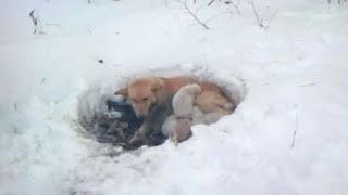 Собака жила в снегу вместе со своими щенками, но, несмотря на холод, мама их не бросила