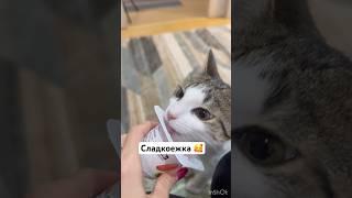 Моя сладкоежка #котенокбуся #сладкоежка #мур #cat