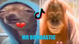 Best of Mr Bombastic Bomba Fantastic Meme | TikTok Compilation #3