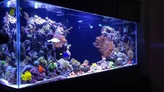 REEF TANK ADDICTION - PILOT -  Season 1 Episode 1