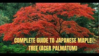 "Unlock the Secrets of Growing a Japanese Maple Tree - Discover How NOW!"