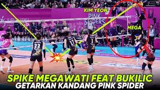 VOLI TERBARU MEGA & BUKILIC SMASH KERASNYA MENGGETARKAN KANDANG PINK SPIDER