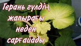 Герань гүлдің жапырағы неден сарғайады. Герань неге гүлдемейді. Гүлдер әлемі, үй гүлдері күтімі