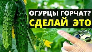 Горькие огурцы - Что делать, чтобы они не горчили - народные рецепты