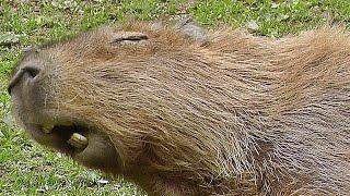 Capybara : The Biggest Rodent in The World - Bigger Than Any Giant Rat