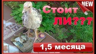 Индюки 1,5 месяца  Мысли в слух  Стоит ли держать!!!