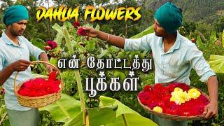 Amazing Dahlia Flower Harvest | Making Garland and Rangoli for Onam Festive | Tamil Native Farmer