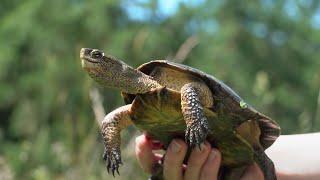 Muddy Valley Habitat Reserve and the Willamette Wildlife Mitigation Program