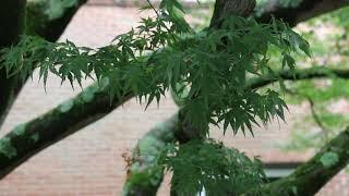 Japanese maple (Acer palmatum) - Plant Identification