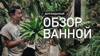 ОБЗОР РАСТЕНИЙ В ВАННОЙ комнате без окон. Редкие виды и сорта в условиях искусственного освещения