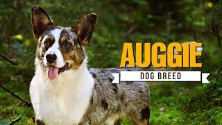 Auggie Dog Guide: Meet the Energetic Aussie-Corgi Mix That’ll Steal Your Heart!