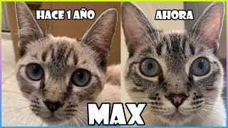 ¡¡UN AÑO CON MI GATO!! - SiamCatChannel