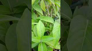 अडूसा या वासा के औषधीय गुण: Adusa Plant (Adhatoda vasica): Medicinal Benefits