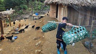 Selling black chickens, Giving chicken to the old lady and the soldier's family, Highland boy khai