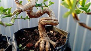 CUKUP 6 BULAN TANPA DI GROUND. CARA MEMBUAT BONSAI SANCANG MAME MELIUK