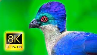 Super Special Birds Collection in 8K ULTRA HD / 8K TV