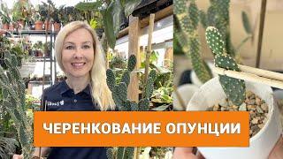 Кактус Опунция – размножение черенкованием