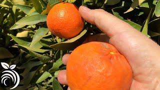 Dangers of Moving Citrus Fruit in California