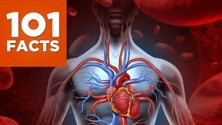 101 Facts About The Human Body