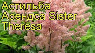 Астильба арендса Sister Theresa. Краткий обзор, описание характеристик, где купить рассада