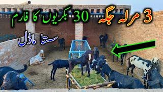 Very Cheap Goat's Farm Setup In Pakpatan - How To Start Goat Farming Business In Pakistan