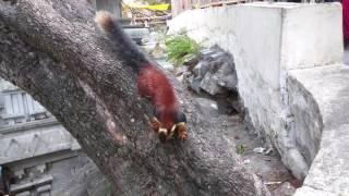 THE INDIAN GIANT SQUIRREL *RARE VIDEO*