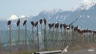 Thousands of Eagles in Vancouver (watch in 4K) - Jan 2019