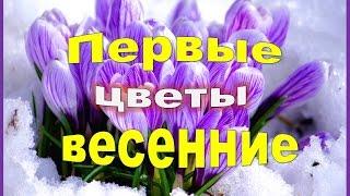 Первые весенние цветы Самые ранние цветы .