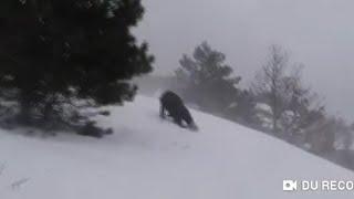 Pušanija |  Winter storm | Tušnica