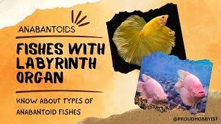 Fishes with Labyrinth Organ | Fishes that Doesn't Require an Air Pump | Proud Hobbyist